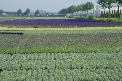  Lavendel (Lavandula Angustifolia)
