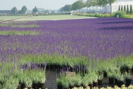  Lavendel (Lavandula Angustifolia)