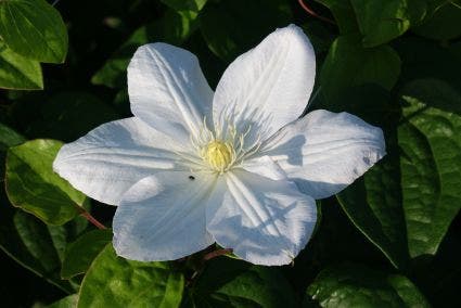  Bosrank (Clematis 'Madame Le Coultre')