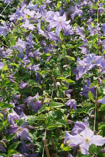  Bosrank (Clematis 'Blekitny Aniol' (Blue Angel))
