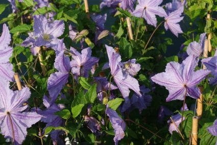  Bosrank (Clematis 'Blekitny Aniol' (Blue Angel))