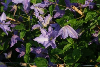  Bosrank (Clematis 'Blekitny Aniol' (Blue Angel))