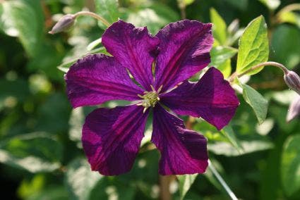  Bosrank (Clematis 'Etoile Violette')