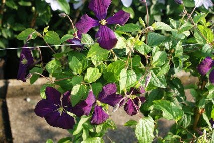  Bosrank (Clematis 'Etoile Violette')
