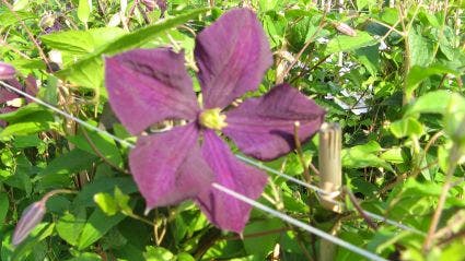  Bosrank (Clematis 'Etoile Violette')
