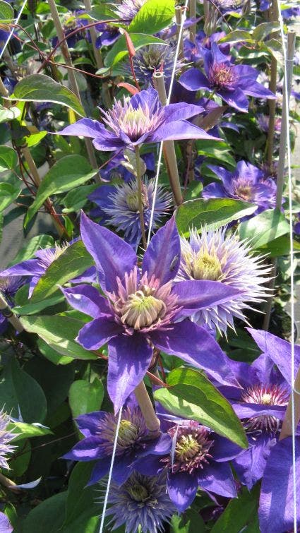  Bosrank (Clematis 'Multi Blue')
