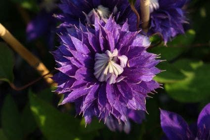  Bosrank (Clematis 'Multi Blue')