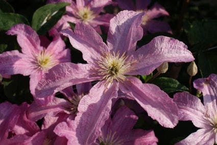  Clematis (Clematis 'Comtesse De Bouchaud')