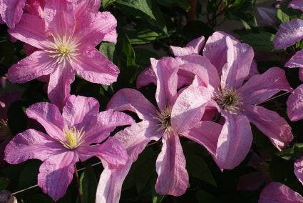  Clematis (Clematis 'Comtesse De Bouchaud')
