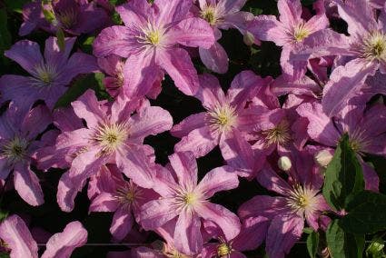  Clematis (Clematis 'Comtesse De Bouchaud')