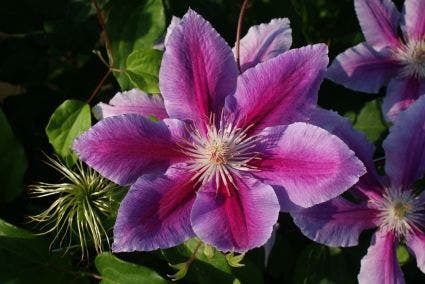  Bosrank (Clematis 'Dr Ruppel')