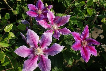  Bosrank (Clematis 'Dr Ruppel')