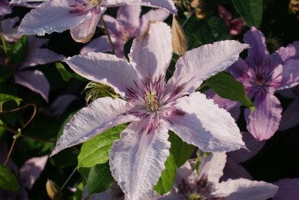  Bosrank (Clematis 'Hagley Hybrid')