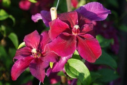  Bosrank (Clematis 'Huvi')