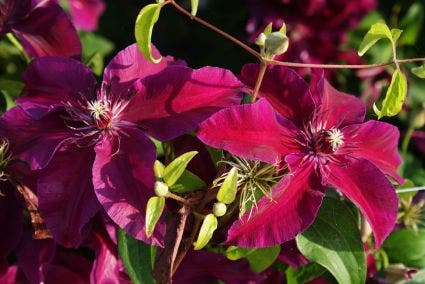  Bosrank (Clematis 'Huvi')