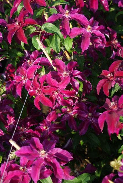  Bosrank (Clematis 'Huvi')