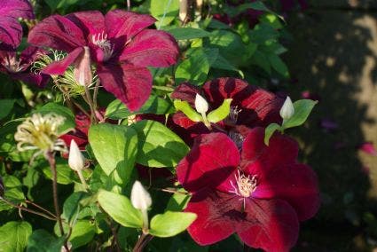  Bosrank (Clematis 'Rouge Cardinal')