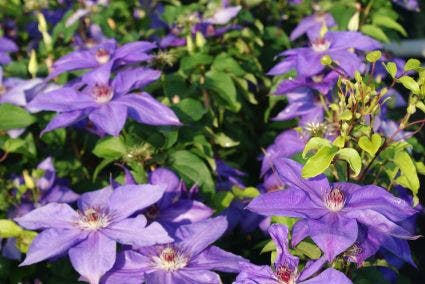  Bosrank (Clematis 'Xerxes')