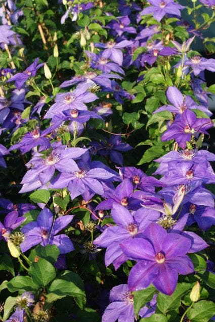  Bosrank (Clematis 'Xerxes')