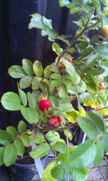  Rimpelroos (Rosa Rugosa 'Alba')