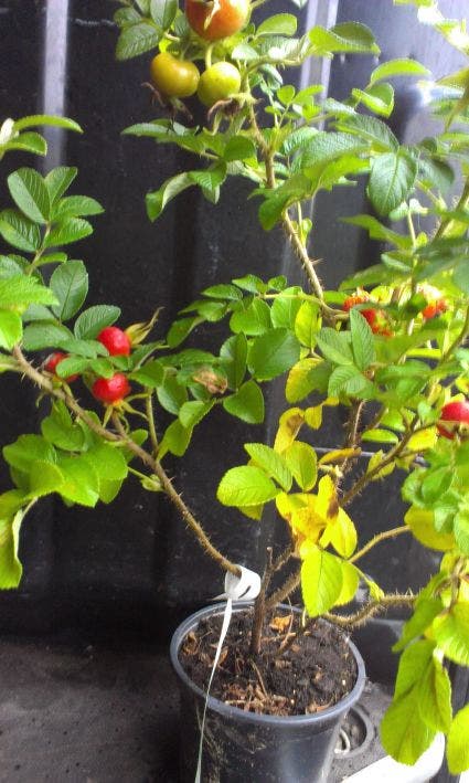  Rimpelroos (Rosa Rugosa 'Rubra')