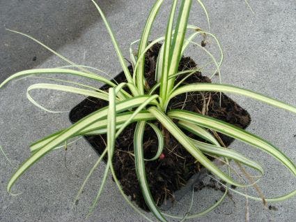  Zegge (Carex Oshimensis 'Evergold')