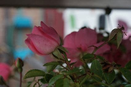  Trosroos (Rosa 'Bonica 82')