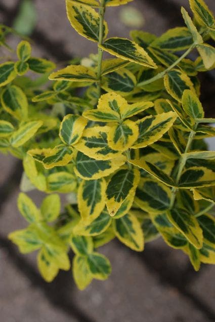  Kardinaalsmuts (Euonymus Fortunei 'Emerald 'n Gold')