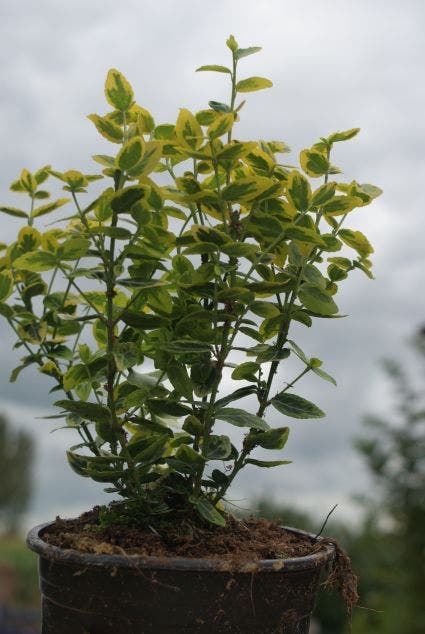  Kardinaalsmuts (Euonymus Fortunei 'Emerald 'n Gold')