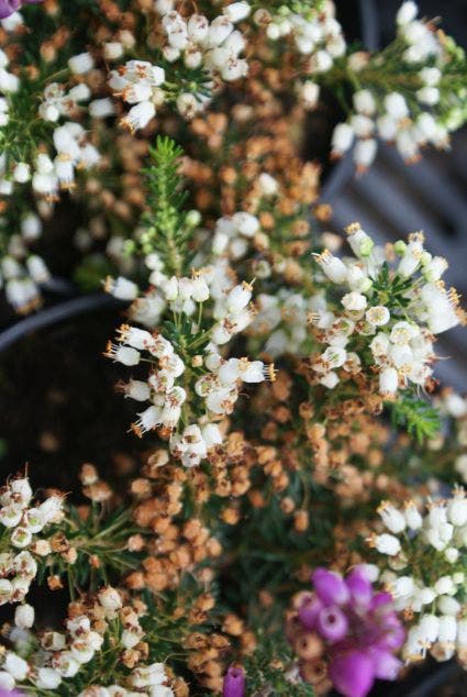 Dopheide (Erica Cinerea 'Alba')