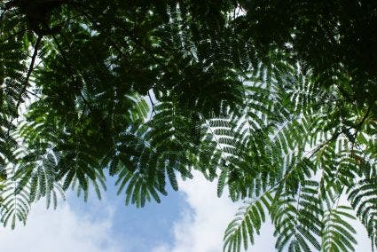  Perzische Slaapboom Als Struik (Albizia Julibrissin 'Ombrella')