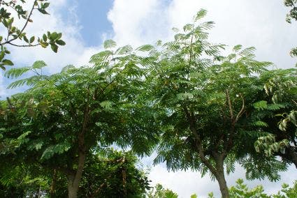  Perzische Slaapboom Als Struik (Albizia Julibrissin 'Ombrella')