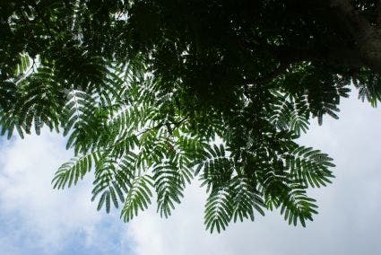  Perzische Slaapboom Als Struik (Albizia Julibrissin 'Ombrella')