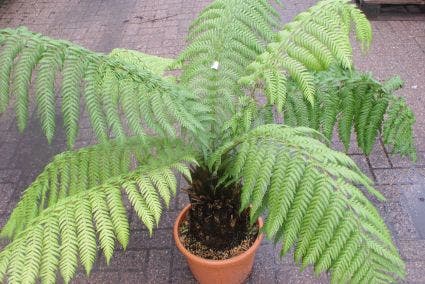  Grote Boomvaren (Dicksonia Antarctica)