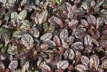  Zenegroen (Ajuga Reptans 'Atropurpurea')