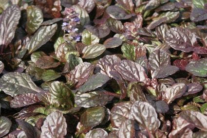  Zenegroen (Ajuga Reptans 'Atropurpurea')