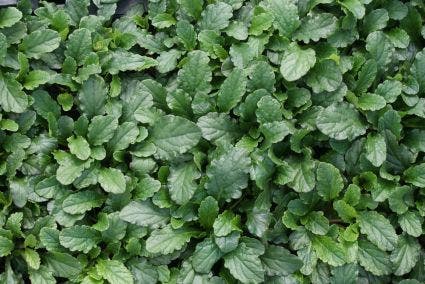  Zenegroen (Ajuga Reptans)