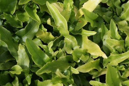  Tongvaren (Asplenium Scolopendrium)