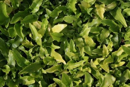  Tongvaren (Asplenium Scolopendrium)