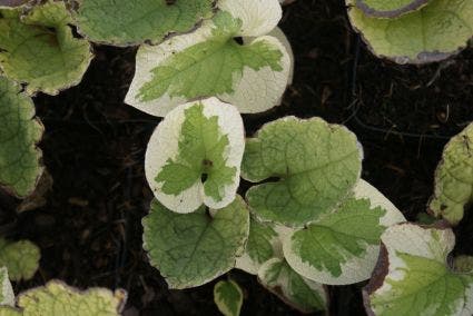  Kaukasische Vergeet-mij-niet (Brunnera Macrophylla 'Variegata')