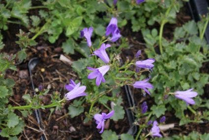  Klokje (Campanula Portenschlagiana)