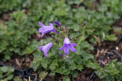  Klokje (Campanula Portenschlagiana)