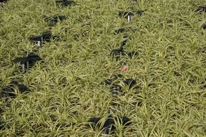  Zegge (Carex Oshimensis 'Evergold')