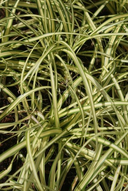  Zegge (Carex Oshimensis 'Evergold')