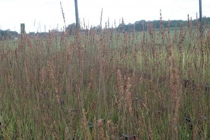  Pijpestrootje (Molinia Caerulea 'Moorhexe')