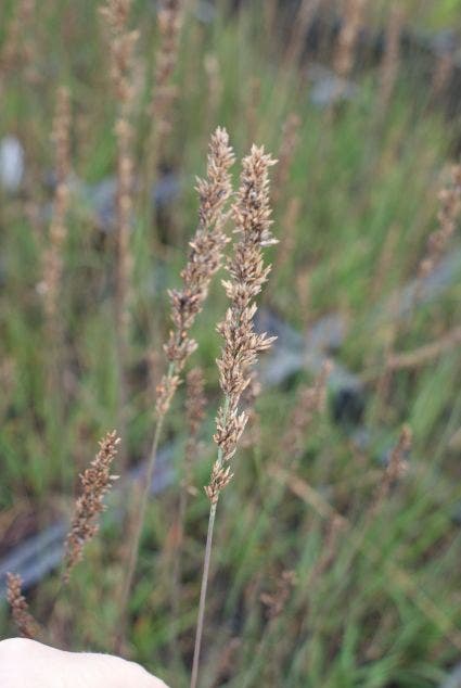  Pijpestrootje (Molinia Caerulea 'Moorhexe')