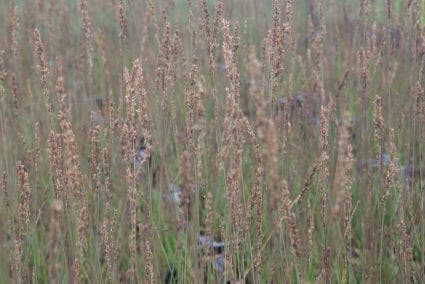  Pijpestrootje (Molinia Caerulea 'Moorhexe')