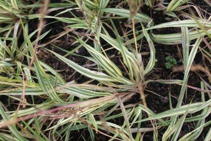  Pijpestrootje (Molinia Caerulea 'Variegata')