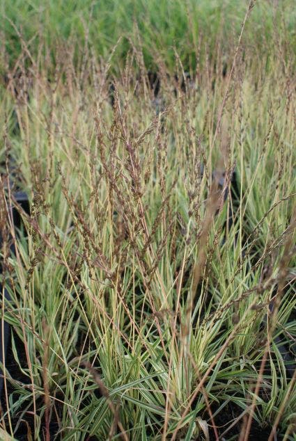  Pijpestrootje (Molinia Caerulea 'Variegata')