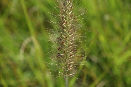  Lampepoetsersgras (Pennisetum Alopecuroides)